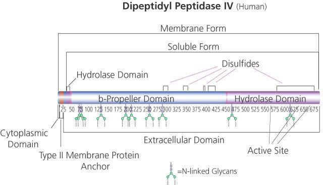 Dipeptidyl Peptidase IV human