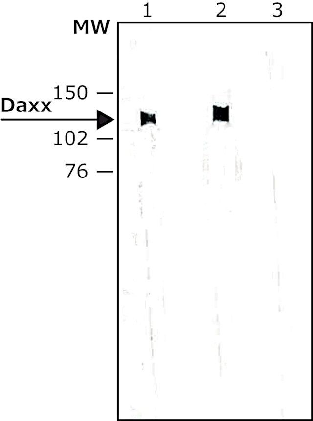 Anti-Daxx antibody produced in rabbit