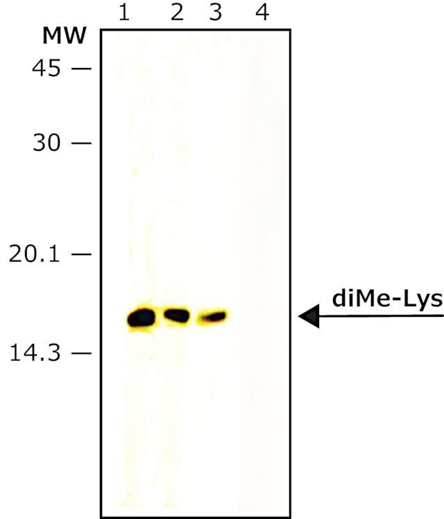 Anti-dimethyl-Histone H3 (diMe-Lys<sup>9</sup>) antibody produced in rabbit