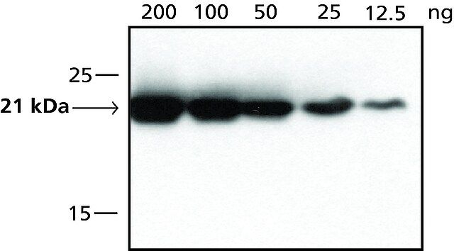 Anti-DHFR, C-terminal antibody produced in rabbit