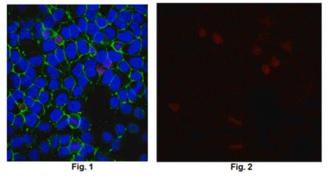 Anti-8-Oxoguanine, clone 483.15 Antibody (Ascites Free)