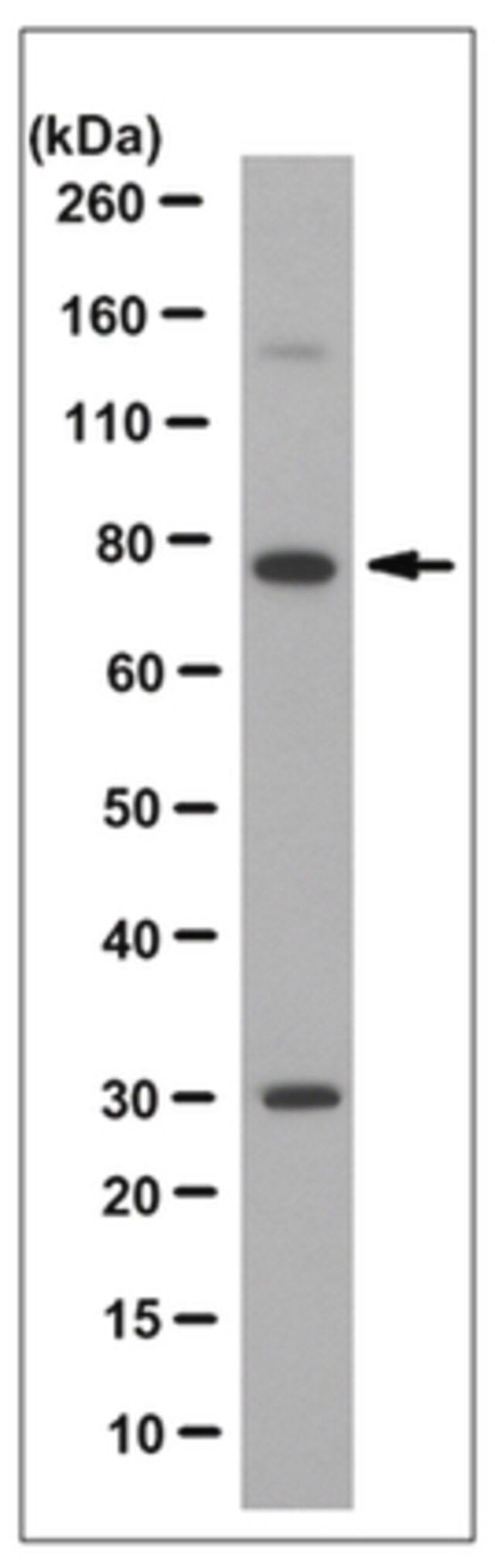 Anti-Ezrin Antibody, clone 4A5, Ascites Free