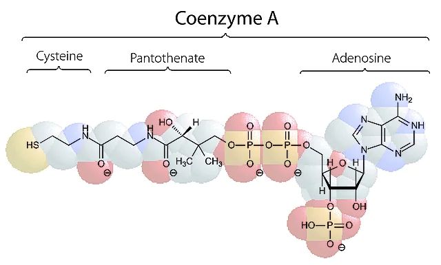 Coenzyme A sodium salt hydrate