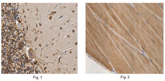 Anti-Bin1, clone 99D (Ascites Free) Antibody