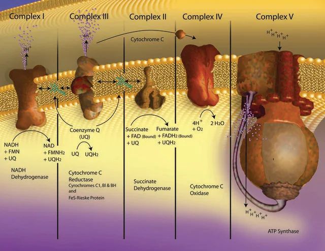 Cytochrome c partially acetylated from equine heart