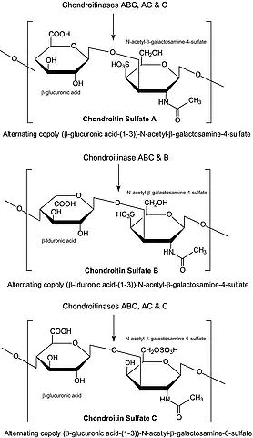 Chondroitinase C from <i>Flavobacterium heparinum</i>