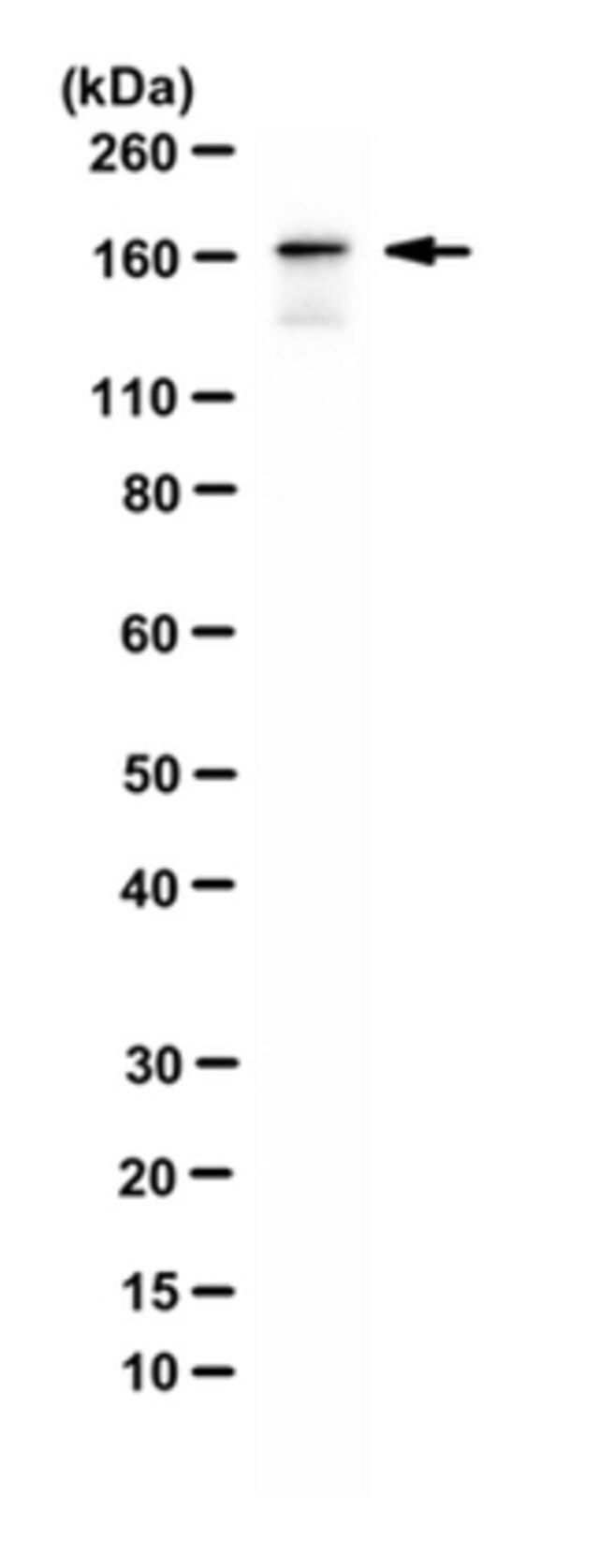 Anti-Intersectin-1/ITSN1 Antibody