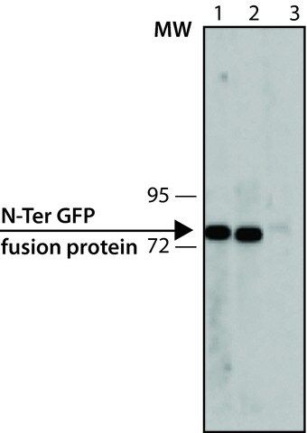 Anti-Green Fluorescent Protein (GFP) antibody, Mouse monoclonal