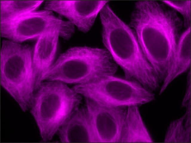 Anti-Mouse IgG (H+L), CF<sup>TM</sup> 647 antibody produced in goat