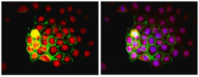 Anti-Human Nuclei Antibody, clone 235-1, Biotin Conjugate