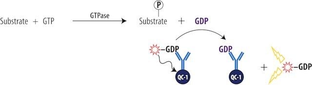 Transcreener<sup>®</sup><B> </B>GDP FI Assay