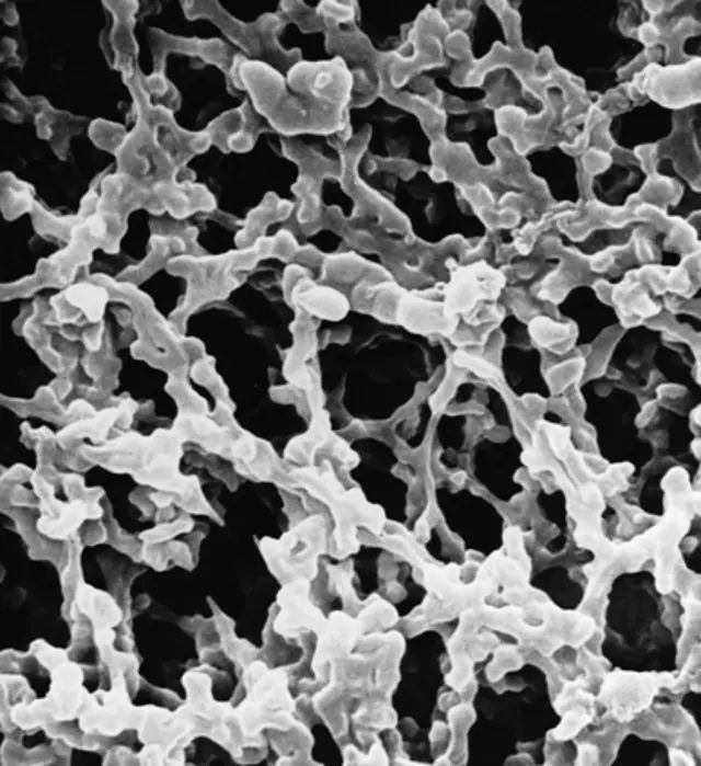 MF-Millipore<sup>®</sup> Membrane Filter, 0.8 m pore size, gridded