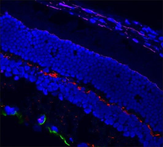 Anti-Mouse IgG1 (1), CF<sup>TM</sup>568 antibody produced in goat