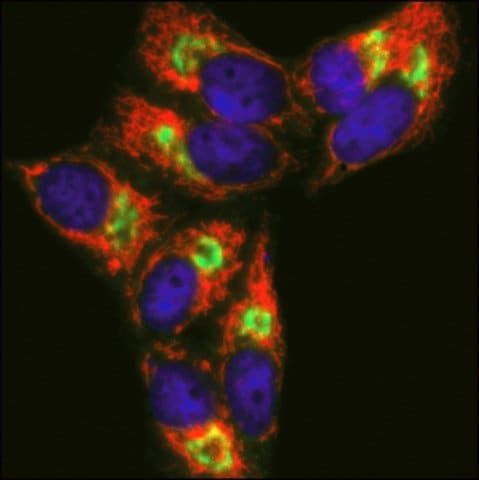 Anti-Mouse IgG (H+L), CF<sup>TM</sup> 633 antibody produced in goat