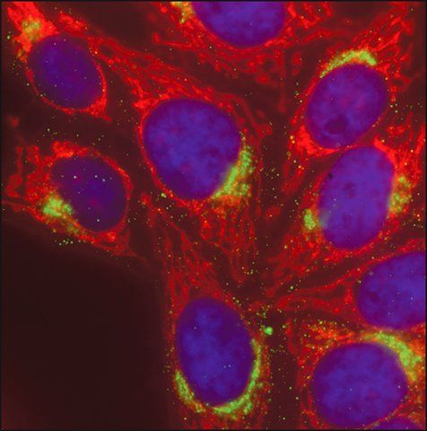 Anti-Mouse IgG (H+L), CF<sup>TM</sup> 568 antibody produced in goat