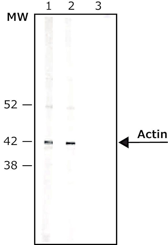 AvidinCPeroxidase