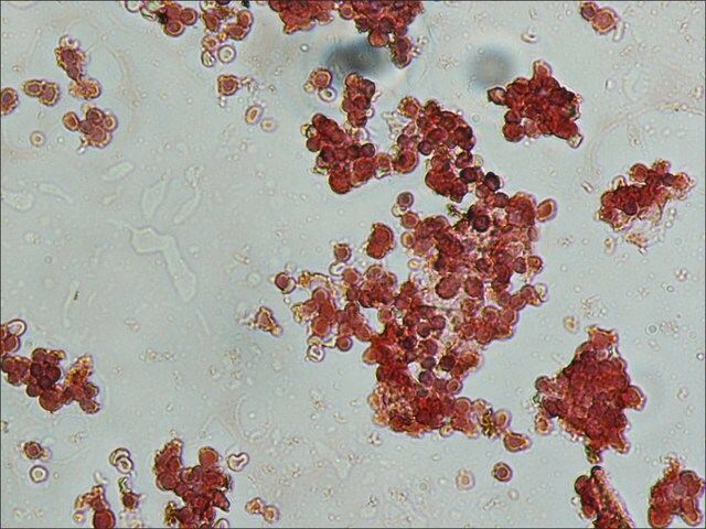 Anti-Goat IgG (whole molecule)CPeroxidase antibody produced in rabbit