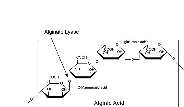 Alginate Lyase