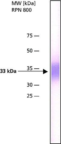 Anti-hABH3 antibody, Mouse monoclonal