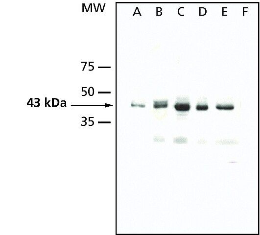 Anti-AtMPK4 antibody produced in rabbit