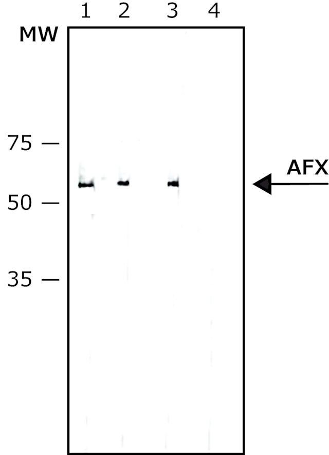 Anti-AFX (FOXO4) antibody, Mouse monoclonal