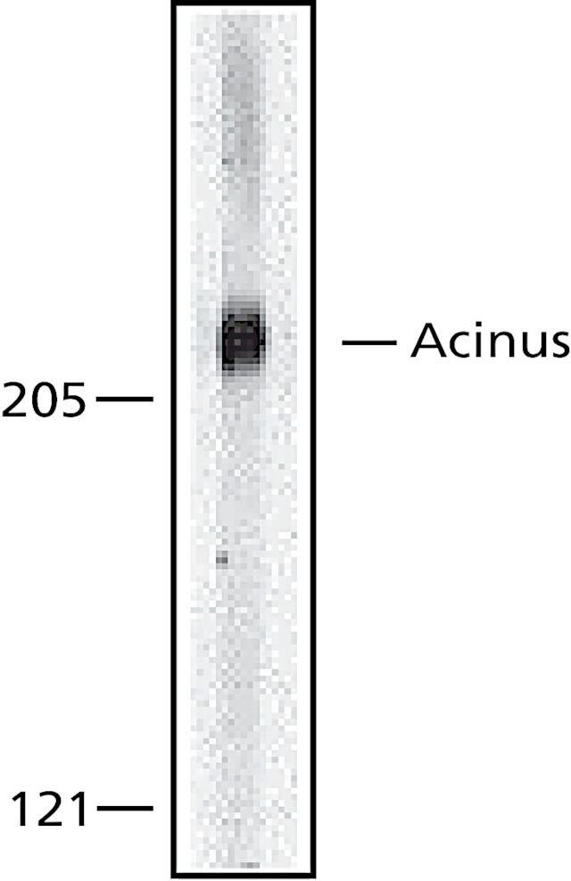 Anti-Acinus, C-Terminal antibody produced in rabbit