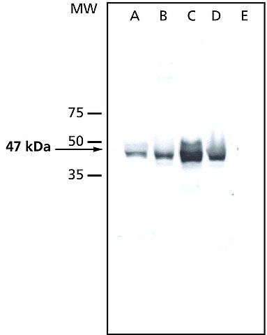 Anti-AtMPK6 antibody produced in rabbit