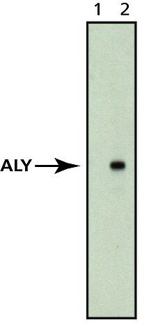 Anti-Aly antibody, Mouse monoclonal