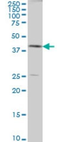 Monoclonal Anti-AHCY antibody produced in mouse