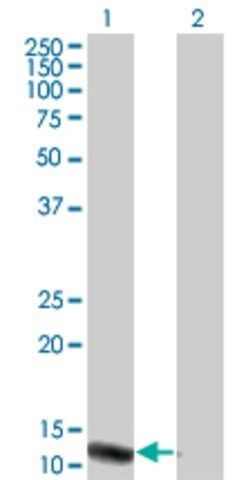 Monoclonal Anti-VPREB3 antibody produced in mouse