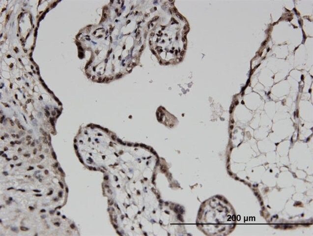 Monoclonal Anti-COPS6 antibody produced in mouse