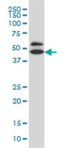 Monoclonal Anti-GDI1 antibody produced in mouse