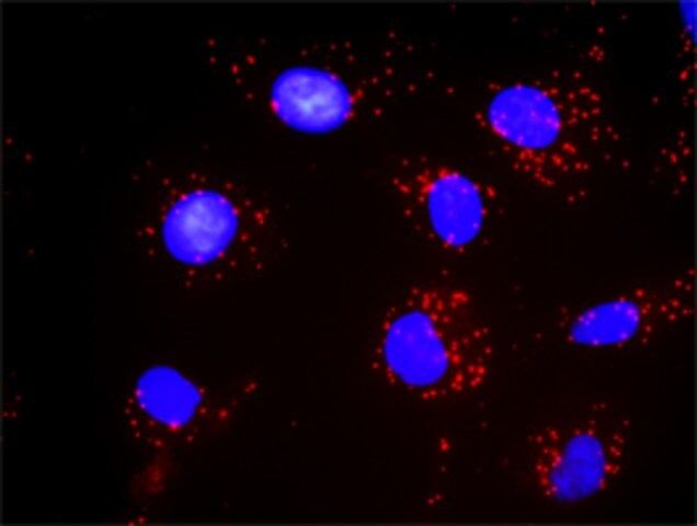 Monoclonal Anti-PDGFRB antibody produced in mouse