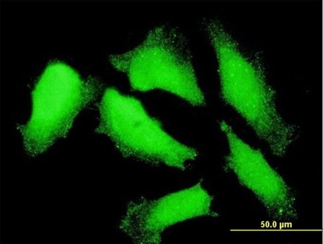 Monoclonal Anti-NXT1 antibody produced in mouse