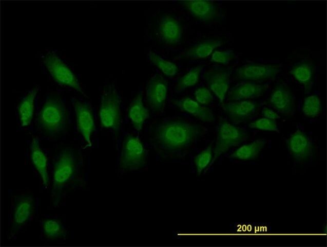 Monoclonal Anti-SFRS3 antibody produced in mouse