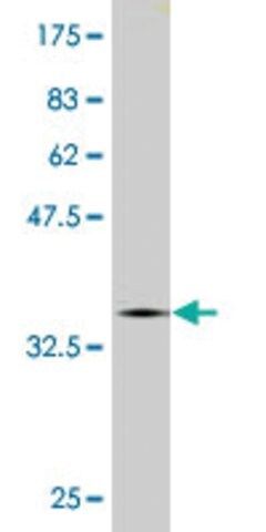 Monoclonal Anti-CNOT2 antibody produced in mouse