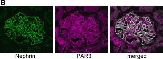 Anti-Partitioning-defective 3 Antibody