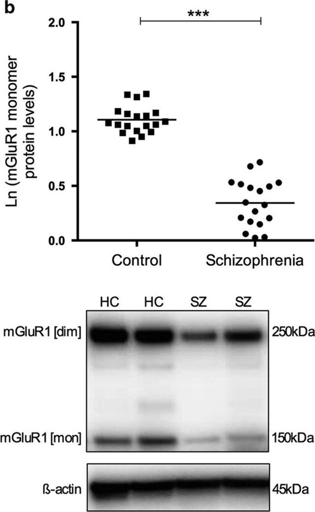 Anti-mGluR1 Antibody