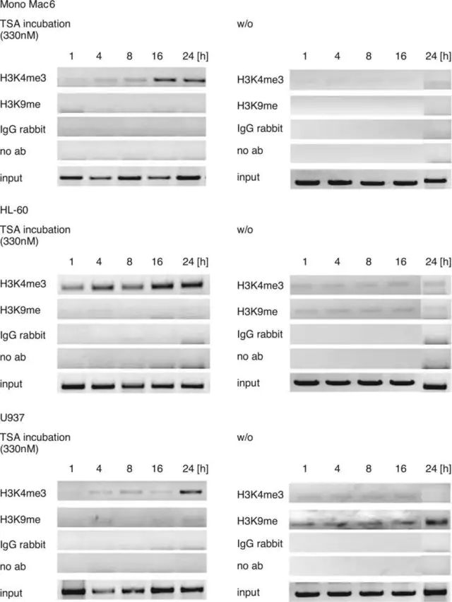 Anti-monomethyl-Histone H3 (Lys9) Antibody