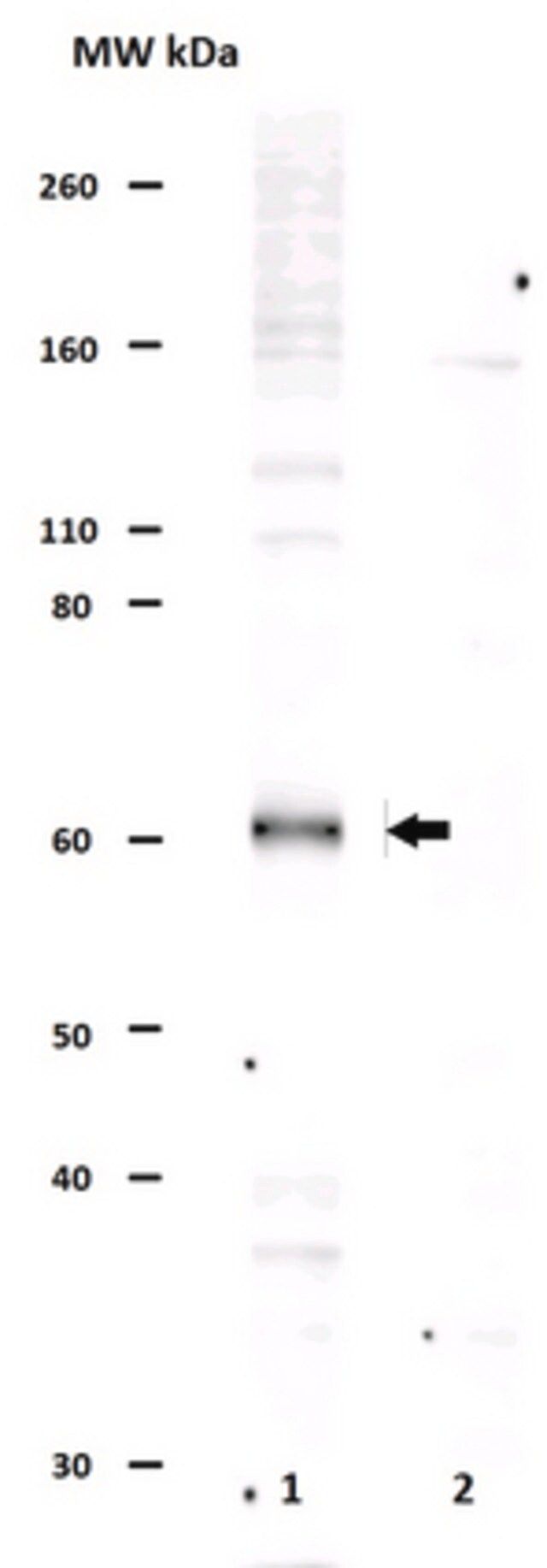 Anti-phospho-AMPK (Thr172) Antibody