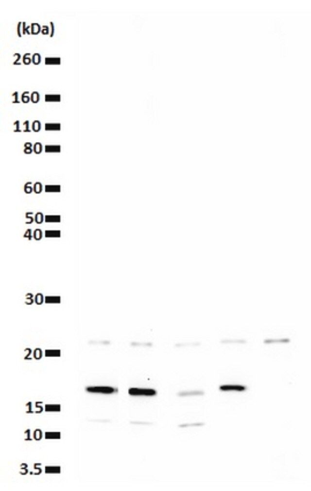 Anti-phospho (Ser10)-acetyl (Lys14)-Histone H3 Antibody