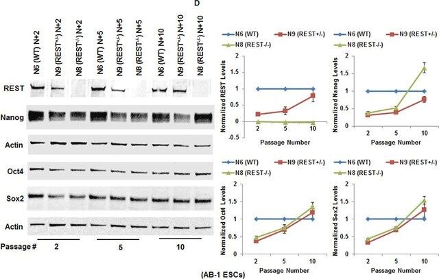 Anti-REST Antibody