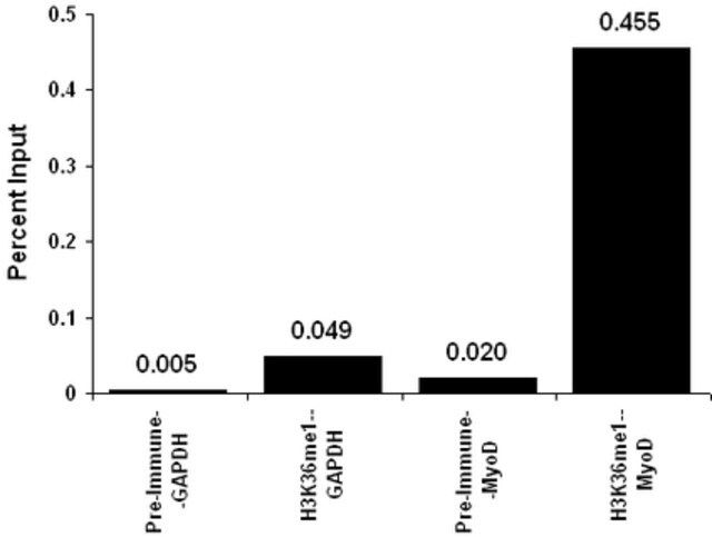 Anti-monomethyl-Histone H3 (Lys36) Antibody