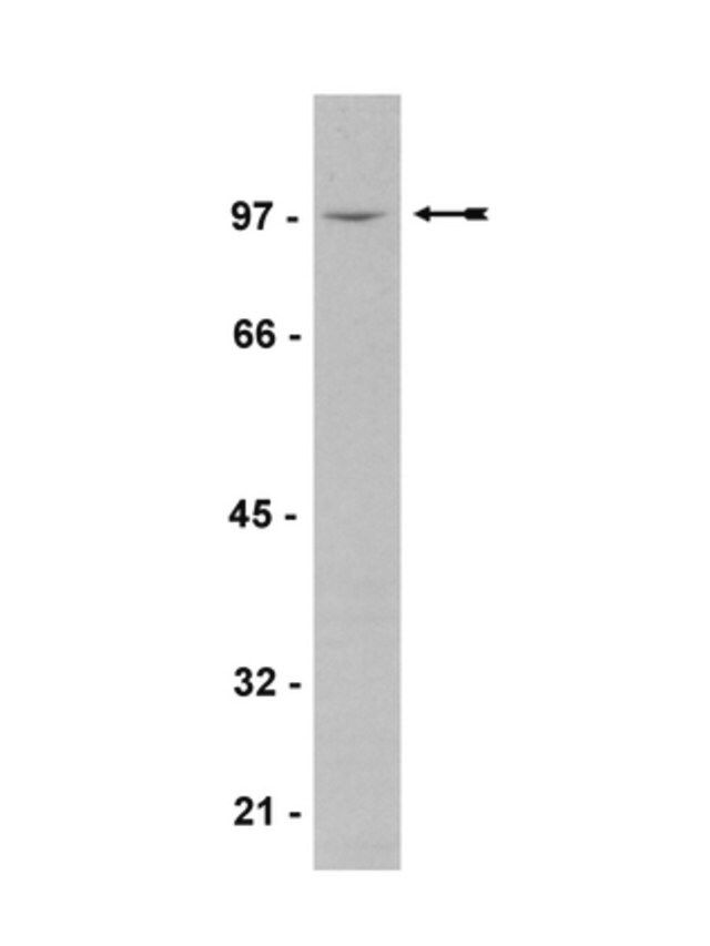 Anti-Vav3 Antibody, human