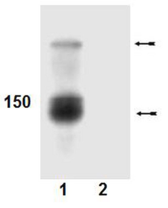 Anti-phospho-Abl (Tyr412) Antibody