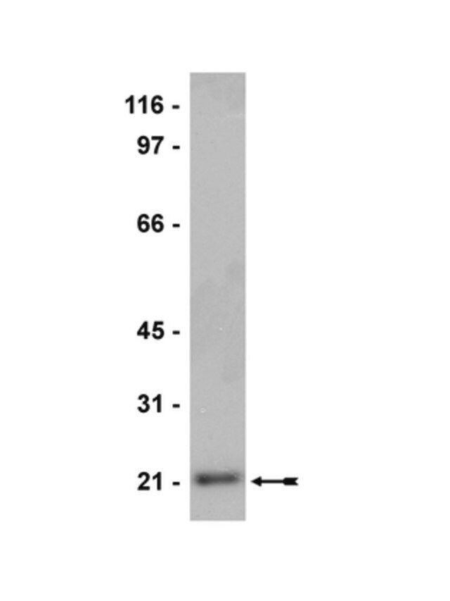 Anti-Sar1 Antibody