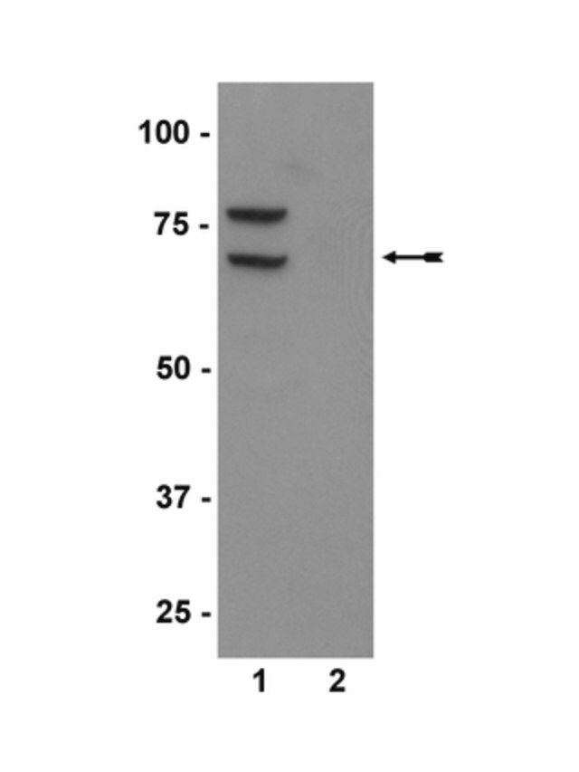 Anti-phospho-PKR (Thr446) Antibody