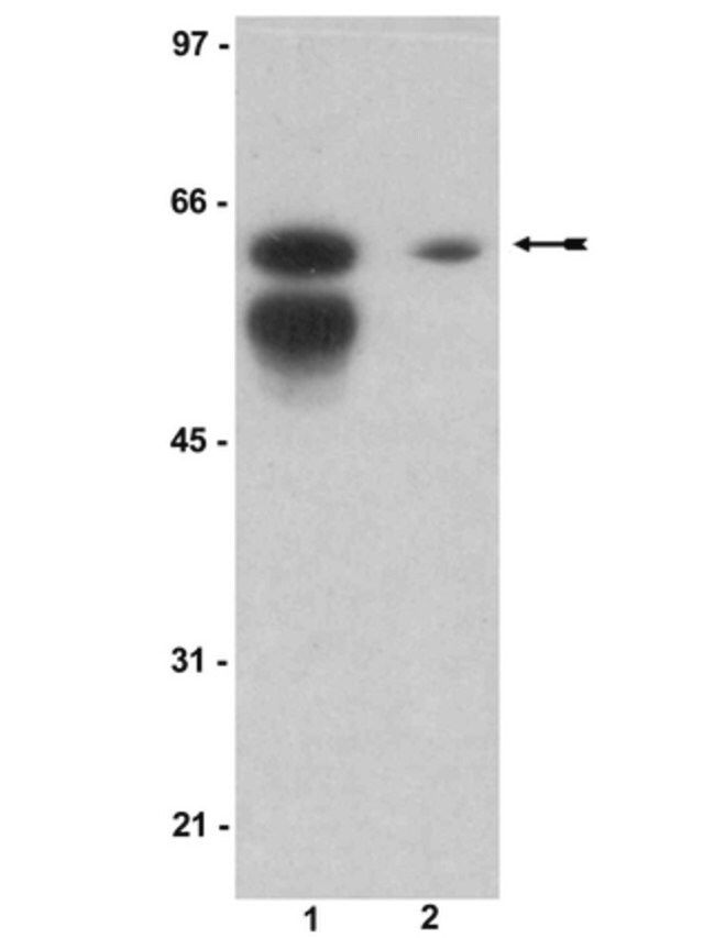 Anti-Sam 68 Antibody