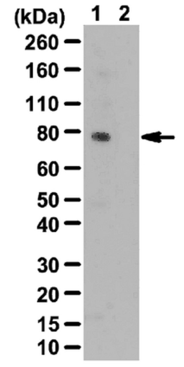 Anti-phospho Grb10 (Ser503) Antibody