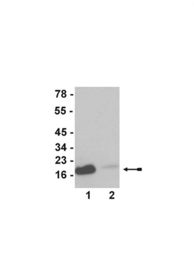 Anti-acetyl-Histone H3 (Lys23) Antibody